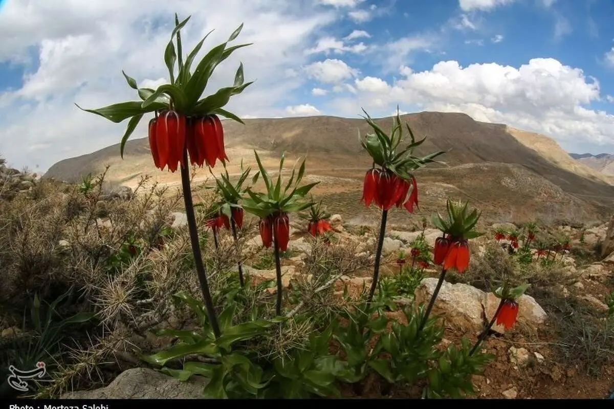 خدمات منزل دهاقان، اپلیکیشن سامان خدمت
